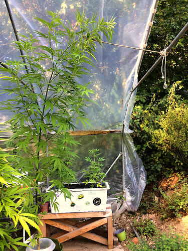 Grow2608244