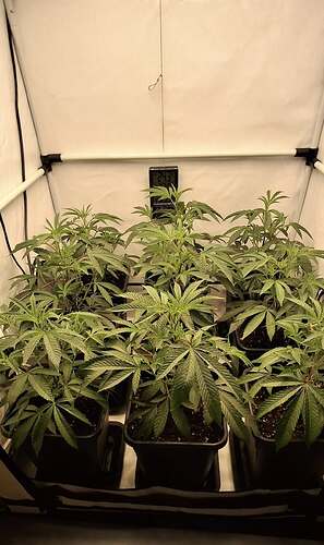 Growreport Bild 21