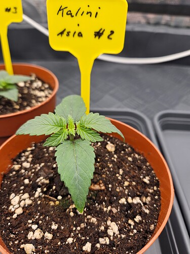 Growreport Bild 36