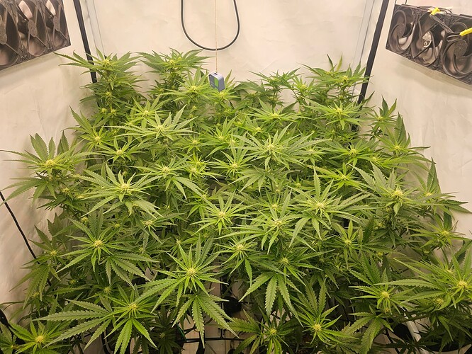 Growreport Bild 26