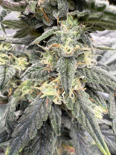 Growreport Bild 19