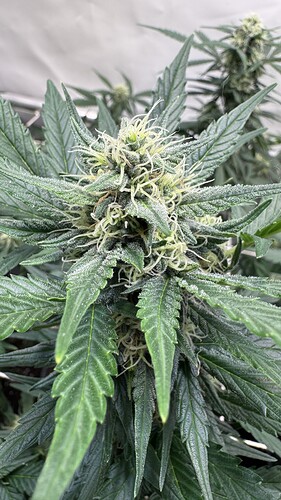 Growreport Bild 22