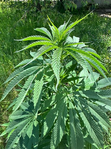 Growreport Bild 6
