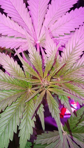 Growreport Bild 6
