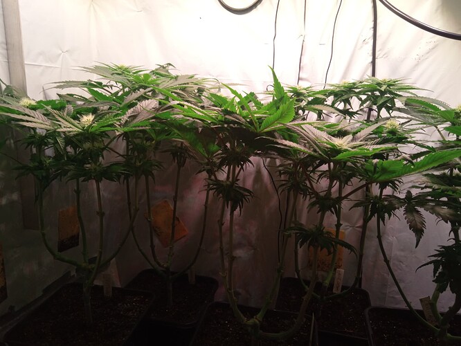 Growreport Bild 3