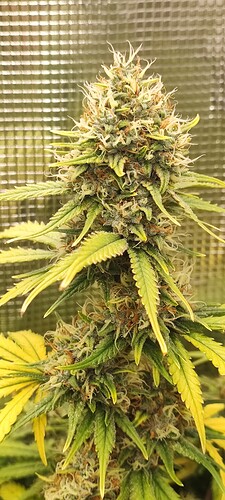 Growreport Bild 23