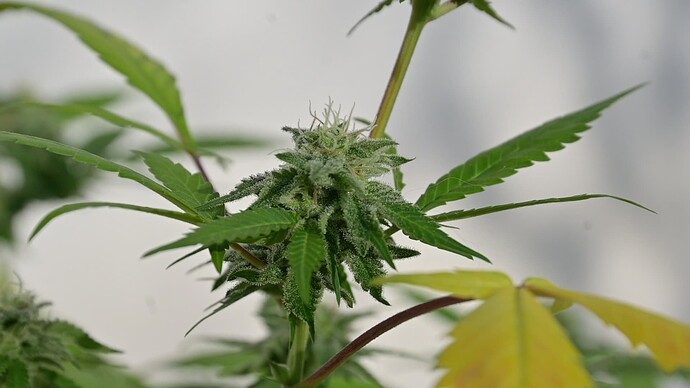 Growreport Bild 4