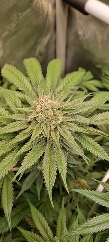 Growreport Bild 18