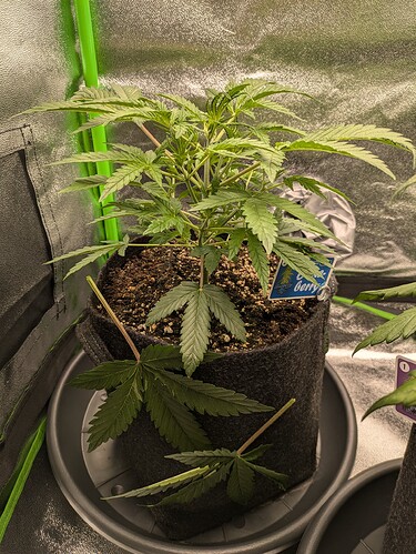 Growreport Bild 24