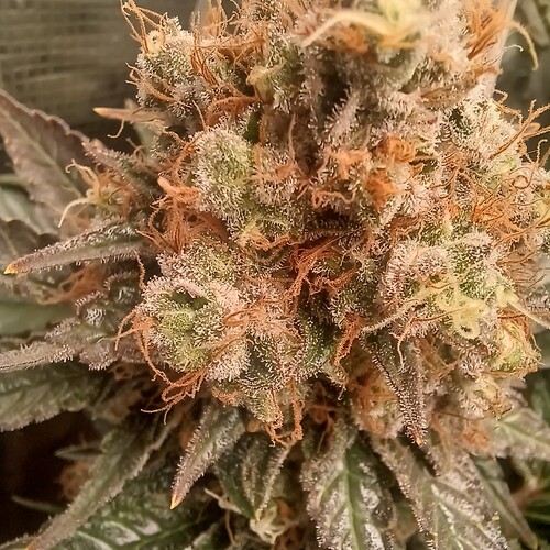 Growreport Bild 12
