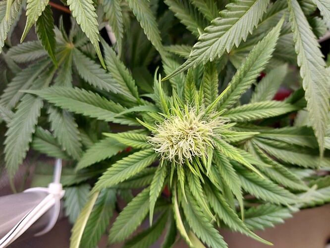 Growreport Bild 3