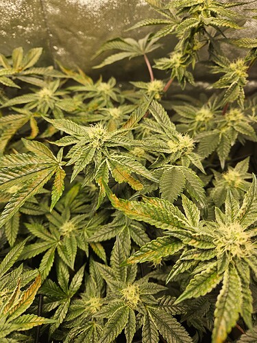 Growreport Bild 1
