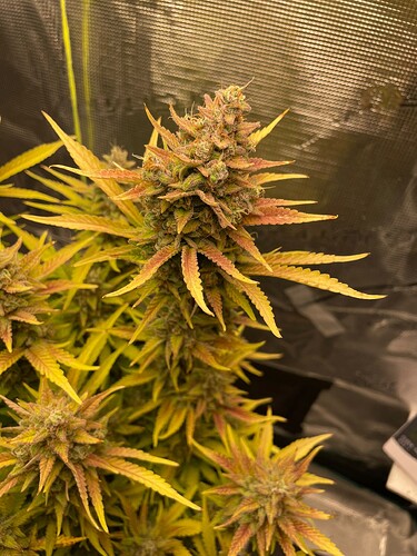 Growreport Bild 2