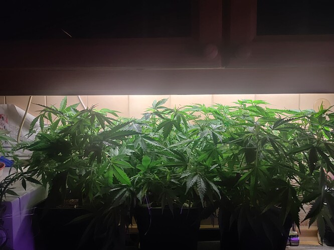 Growreport Bild 43