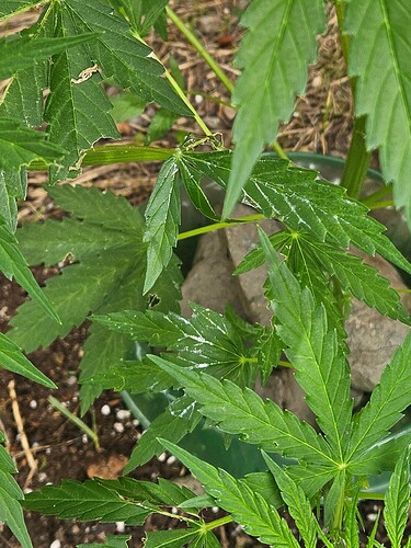 Growreport Bild 2