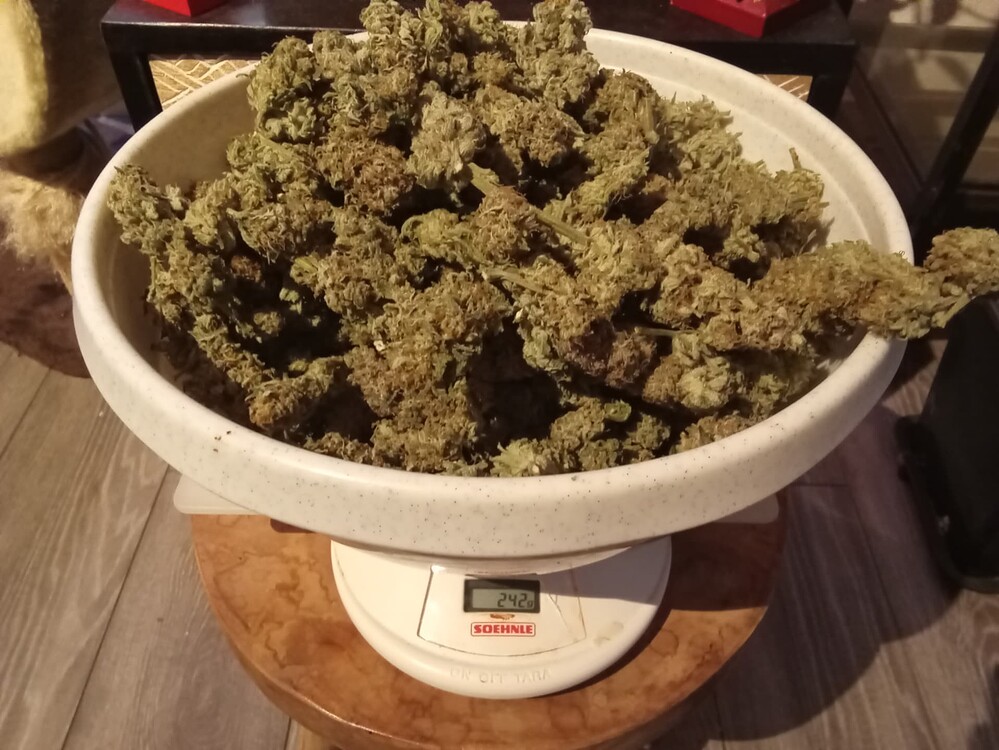 GROWBROS🌿 - Es gibt Zuwachs: 8 X Northern Lights von Zamnesia
