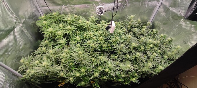Growreport Bild 13