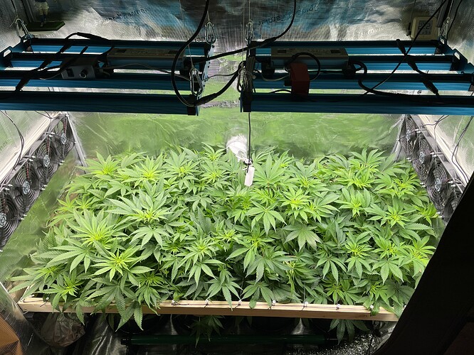 Eine Growbox mit vielen jungen Cannabispflanzen, die unter LED-Lampen wachsen.