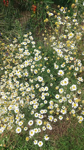 Growreport Bild 43