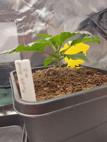 Growreport Bild 1