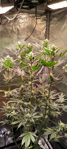 Growreport Bild 1