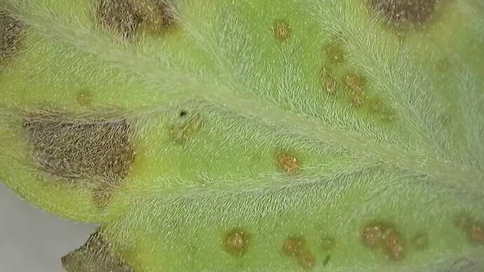 Kl.2.BT14.Micro.Besch.Blatt.Unterseite