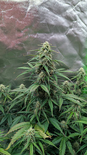 Growreport Bild 20