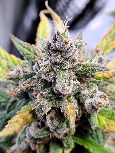 Growreport Bild 39