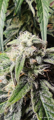 Growreport Bild 4