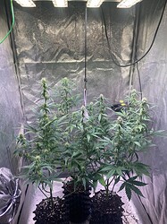 Growreport Bild 6