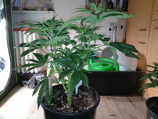 Growreport Bild 18