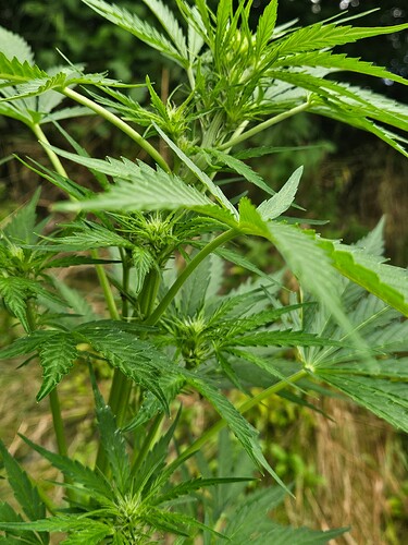 Growreport Bild 5