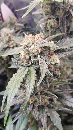 Growreport Bild 12