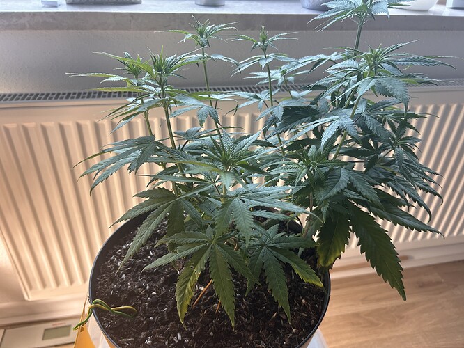 Growreport Bild 21