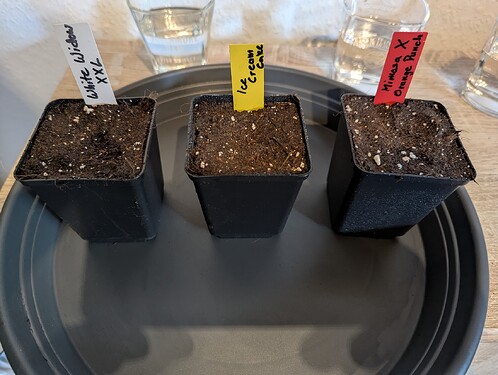 PXL_20250503_112600853