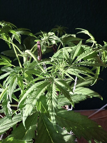 Growreport Bild 12