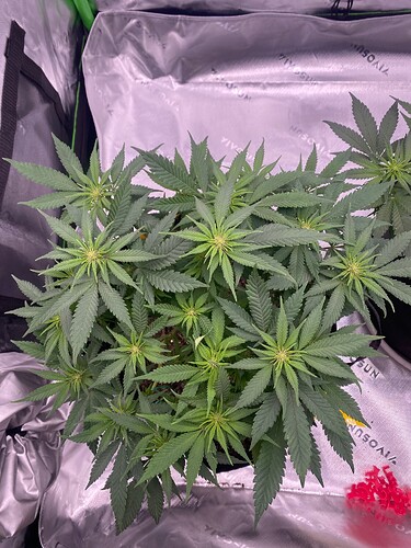 Growreport Bild 3