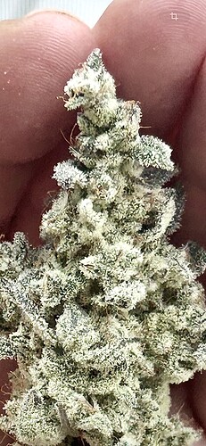 Growreport Bild 1