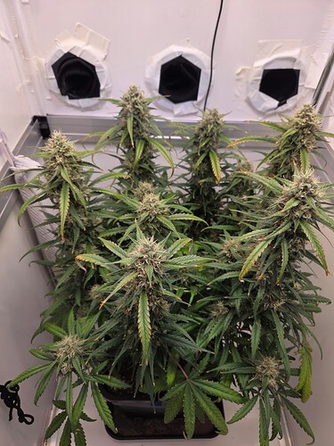 Growreport Bild 5