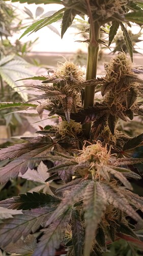 Growreport Bild 13