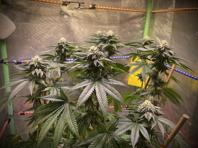 Growreport Bild 1