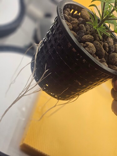 Growreport Bild 56