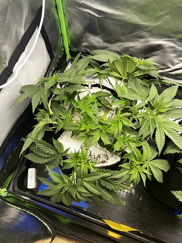 Growreport Bild 5