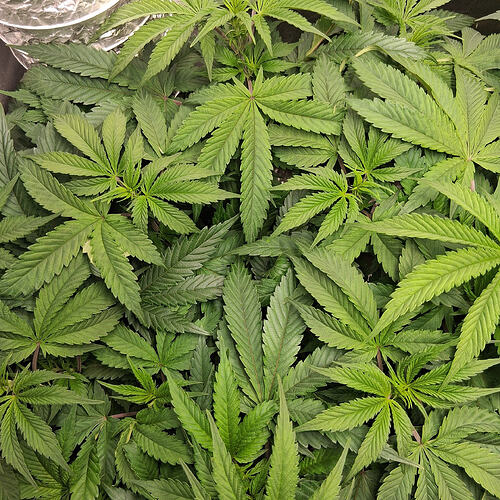 Afghani #1  02