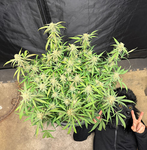 Growreport Bild 18