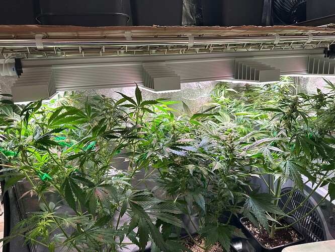 Growreport Bild 29