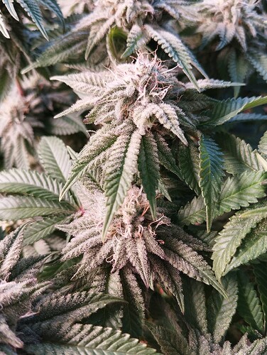 IMG_20250218_094547 - Kopie