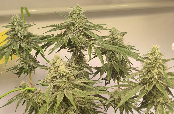 Growreport Bild 8