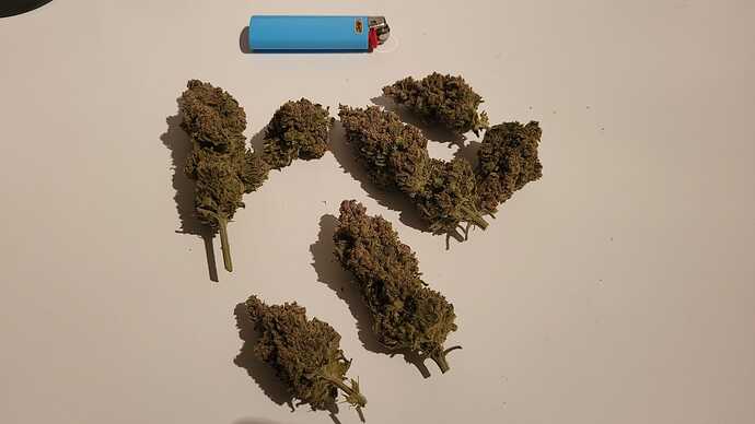 Growreport Bild 32