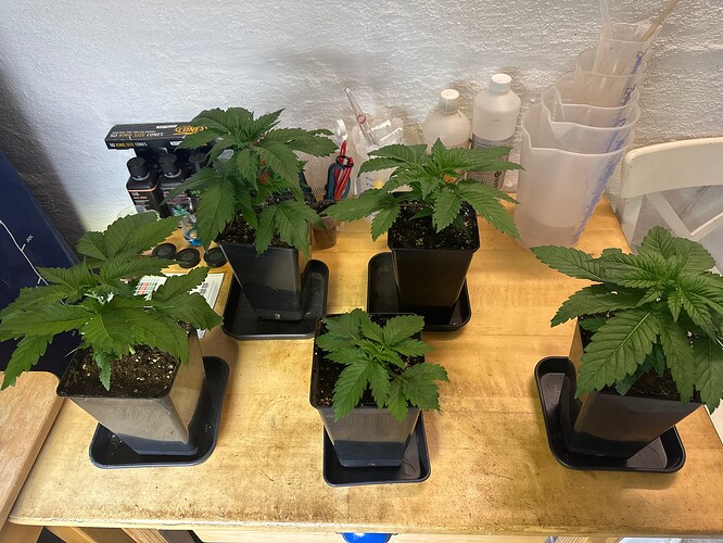 Growreport Bild 3